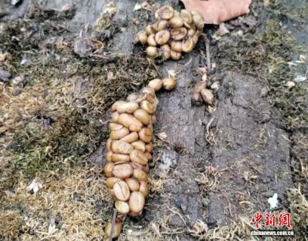 达宝优配 猫屎咖啡为何珍贵受追捧？最新研究称关键风味在于化学组成